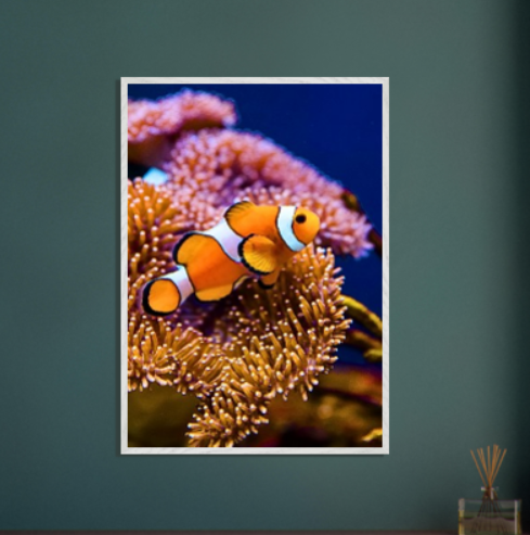 Pesce pagliaccio ( collezione Animali e Natura ) con cornice in legno di vari colori