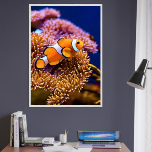 Pesce pagliaccio ( collezione Animali e Natura ) con cornice in legno di vari colori