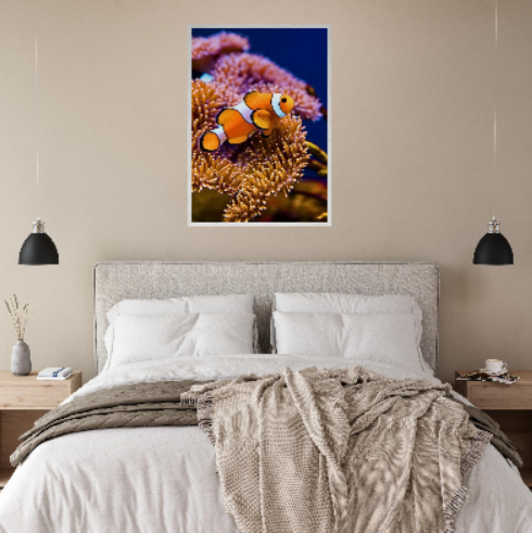 Pesce pagliaccio ( collezione Animali e Natura ) con cornice in legno di vari colori