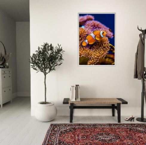 Pesce pagliaccio ( collezione Animali e Natura ) con cornice in legno di vari colori